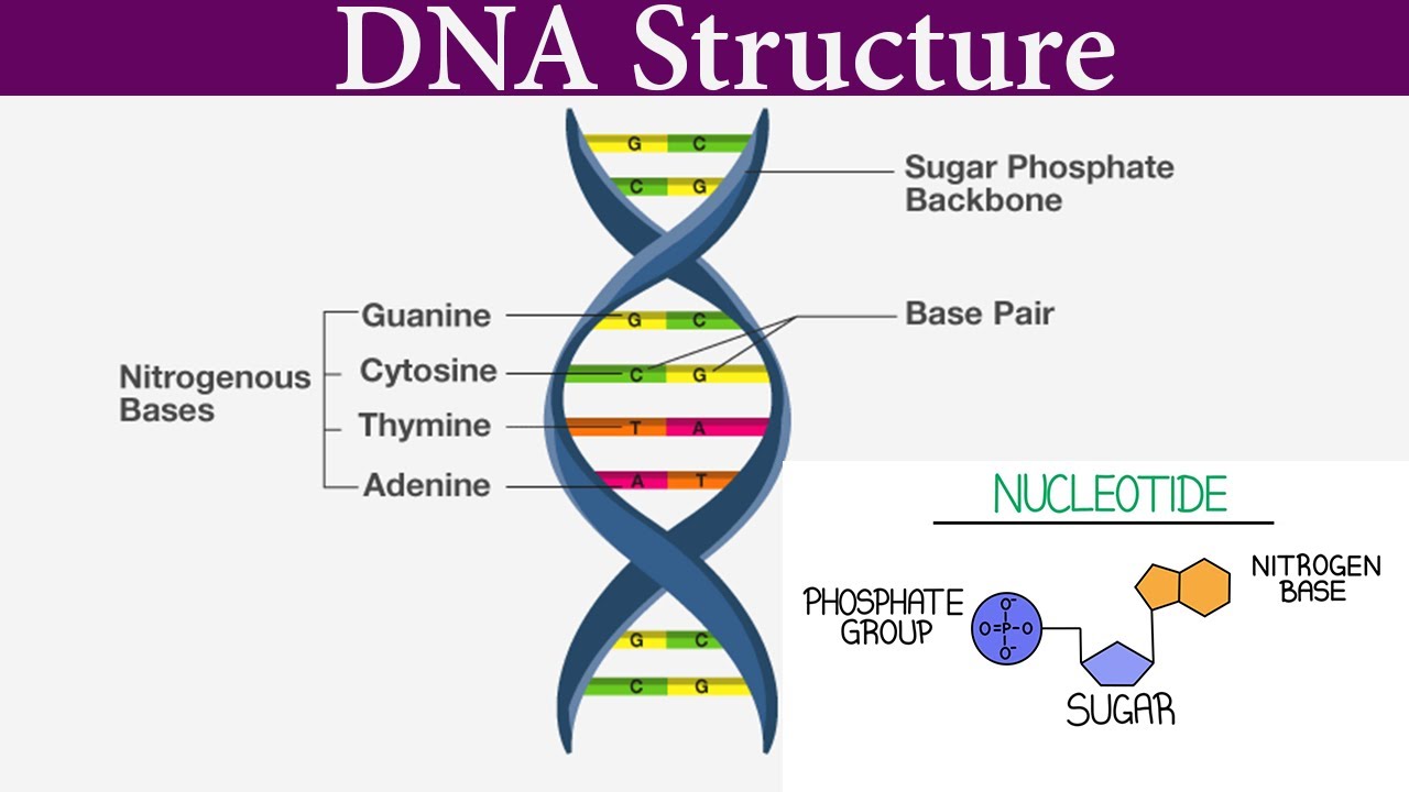 * double helix
* anti-parallel
  * the two strands run in opposites directions