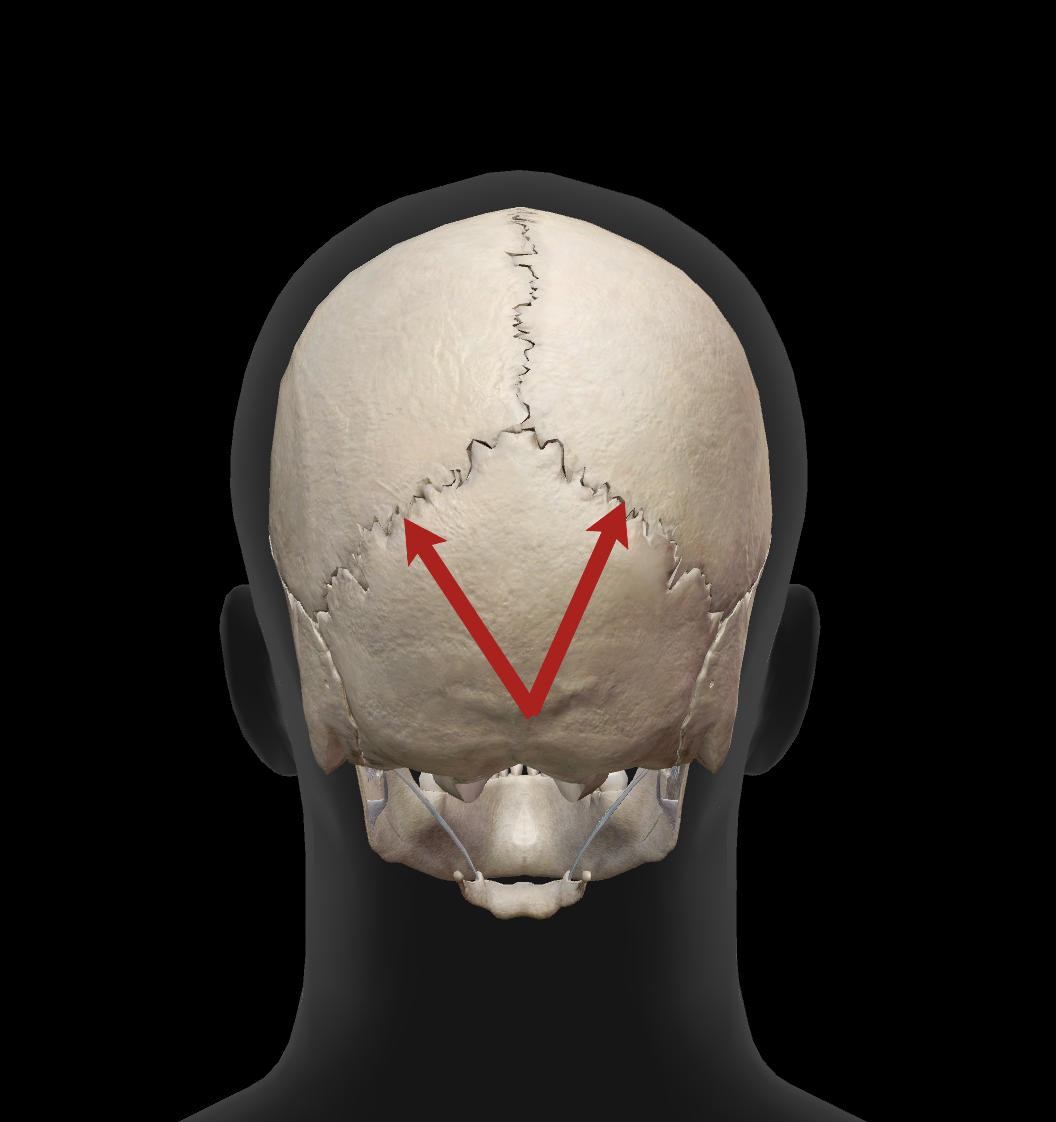 <p>What is the name of this suture?</p>