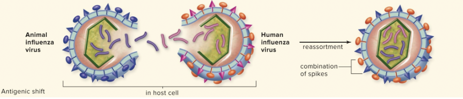 <p>Two forms of a virus infect the same cell, causing host cell to produce viral particles from both viruses, assembling a new strain with unique spikes</p>