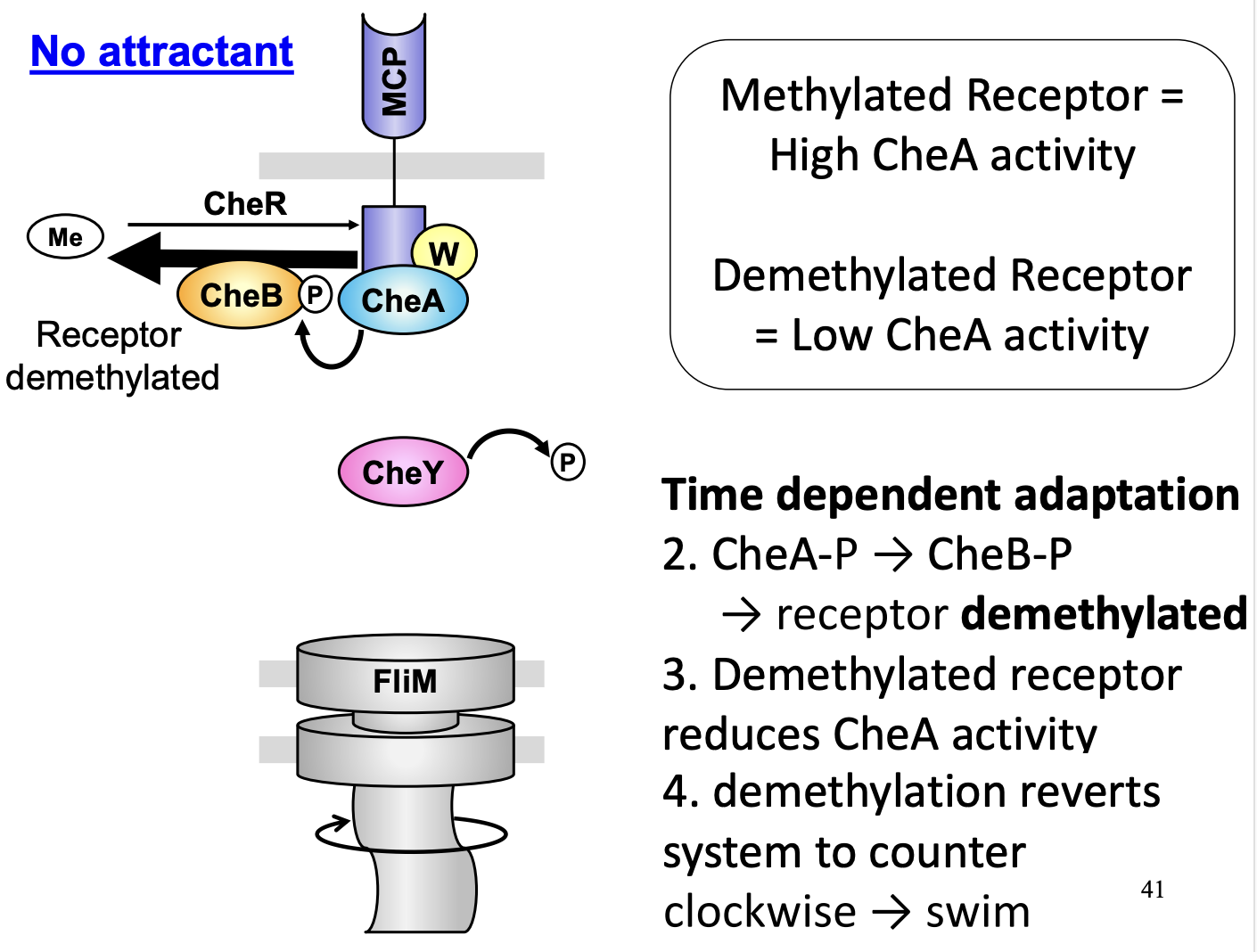 <ol><li><p>NO attractant→ auto phophylation high→ CheA-P→ CheY-P= tumble</p></li></ol><p>but</p><ol start="2"><li><p>High CheA acitivty= CheB increased activity</p></li><li><p>CheB demthylated CheA</p></li><li><p>CheA <strong>now</strong> reduces activity</p></li><li><p>CheY dephosphylated by CheZ</p><p>→ swim</p></li></ol><p></p>