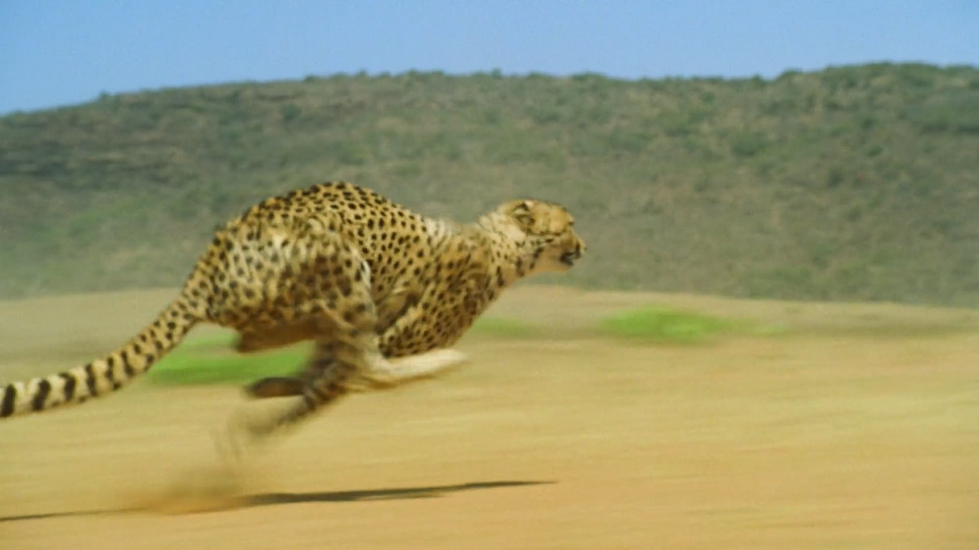 <p>Characteristics that come from individual components interacting within a system;</p><p>For example: A cheetah’s ability to sprint; Because it doesn’t just rely on muscle tissue, it relies on interactions between the skeletal, muscle, respiratory and circulatory system</p>