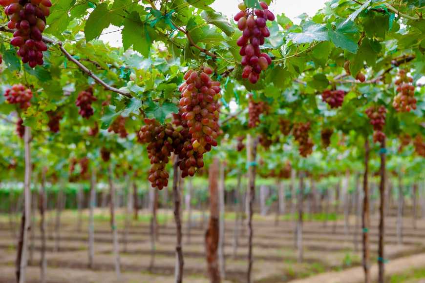 <p>a piece of land on which vines are grown</p>