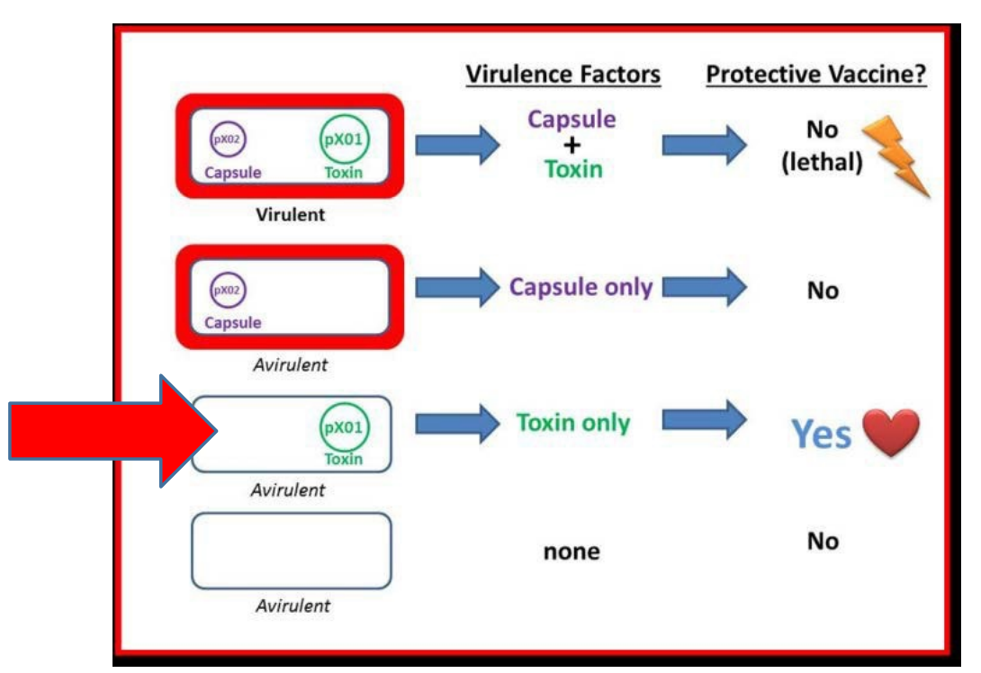 <p>infection is controlled and eliminated by the animal because the <strong>agent is missing a key virulence factor</strong>, the <strong>capsule that resists phagocytosis</strong> (pXO2)</p>