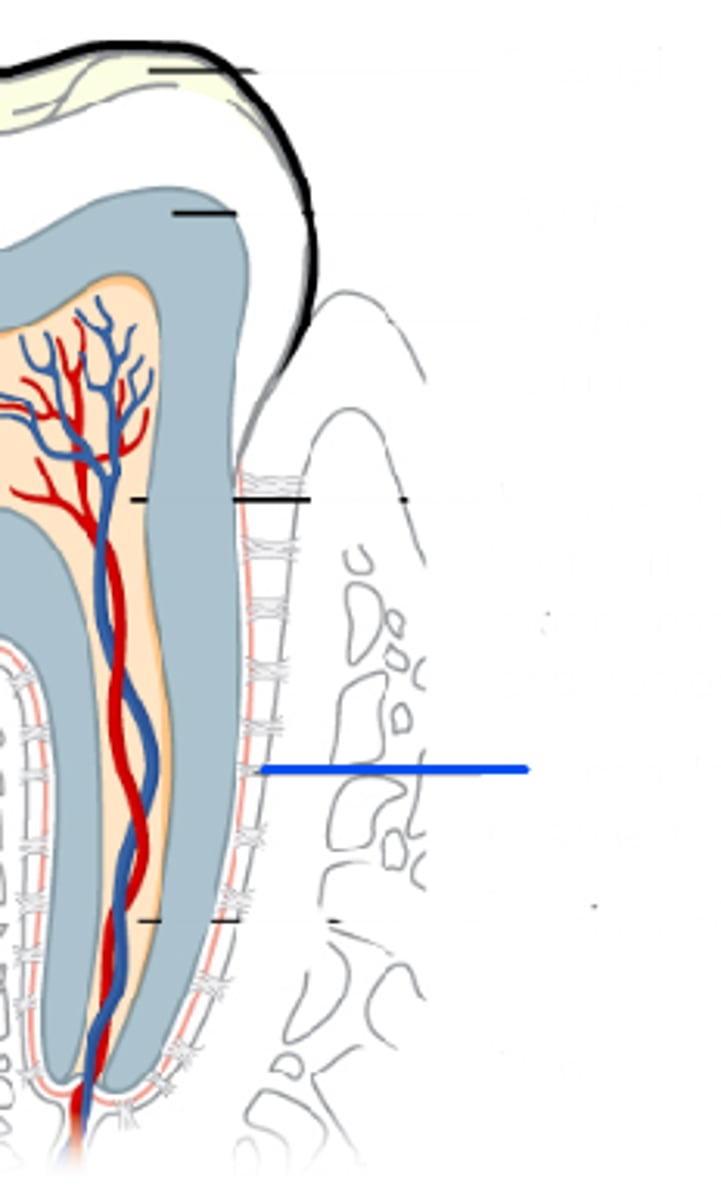 <p>Identify this structure indicated by the blue line.</p>