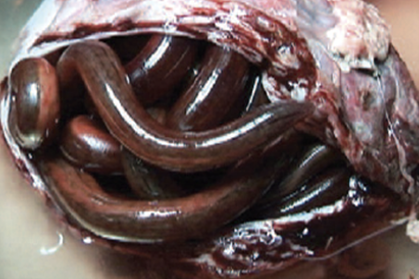 <ul><li><p><span style="color: red;"><strong><u>Dioctophyma renale</u></strong></span></p></li><li><p><span style="color: red;"><strong>Giant Kidney Worm</strong></span></p></li></ul><p></p>