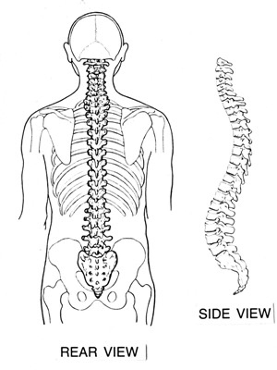 <p>Distinguishing characteristic of vertebrates</p>