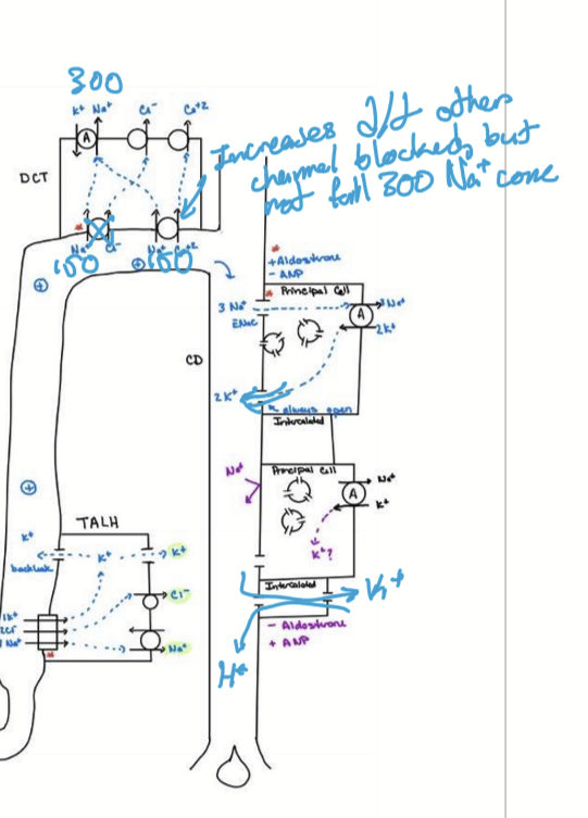 <p>Target Na/Cl cotransporter in DCT, causing Na wasting, K wasting, Ca sparing, alkalosis, water wasting, and decrease BP</p>