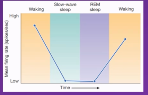 <p><span>Where are hypocretin producing neurons located?</span></p><p class="MsoNormal"><span>Located and produced &nbsp;in the lateral hypothalamus</span></p><p class="MsoNormal"><span>&nbsp;</span></p><p class="MsoNormal"><span>Function relating to wakefulness – contributes to keeping us alert and awake via its</span></p><p class="MsoNormal"><span>◦</span><span style="font-size: 7pt; font-family: "Times New Roman"">&nbsp;&nbsp;&nbsp;&nbsp;&nbsp;&nbsp;&nbsp;&nbsp;&nbsp;&nbsp;&nbsp; </span><span>﻿﻿ excitatory (hypocretinergic) connections to (i.e increases activity in) the:</span></p><p class="MsoNormal"><span>◦</span><span style="font-size: 7pt; font-family: "Times New Roman"">&nbsp;&nbsp;&nbsp;&nbsp;&nbsp;&nbsp;&nbsp;&nbsp;&nbsp;&nbsp;&nbsp; </span><span>Locus coeruleus</span></p><p class="MsoNormal"><span>◦</span><span style="font-size: 7pt; font-family: "Times New Roman"">&nbsp;&nbsp;&nbsp;&nbsp;&nbsp;&nbsp;&nbsp;&nbsp;&nbsp;&nbsp;&nbsp; </span><span>﻿﻿Raphé nuclei</span></p><p class="MsoNormal"><span>◦</span><span style="font-size: 7pt; font-family: "Times New Roman"">&nbsp;&nbsp;&nbsp;&nbsp;&nbsp;&nbsp;&nbsp;&nbsp;&nbsp;&nbsp;&nbsp; </span><span>﻿﻿Tuberomammillary nucleus</span></p><p class="MsoNormal"><span>◦</span><span style="font-size: 7pt; font-family: "Times New Roman"">&nbsp;&nbsp;&nbsp;&nbsp;&nbsp;&nbsp;&nbsp;&nbsp;&nbsp;&nbsp;&nbsp; </span><span>﻿﻿Dorsal Pons</span></p><p class="MsoNormal"><span>◦</span><span style="font-size: 7pt; font-family: "Times New Roman"">&nbsp;&nbsp;&nbsp;&nbsp;&nbsp;&nbsp;&nbsp;&nbsp;&nbsp;&nbsp;&nbsp; </span><span>﻿﻿Basal Forebrain</span></p><p class="MsoNormal"><span>◦</span><span style="font-size: 7pt; font-family: "Times New Roman"">&nbsp;&nbsp;&nbsp;&nbsp;&nbsp;&nbsp;&nbsp;&nbsp;&nbsp;&nbsp;&nbsp; </span><span>﻿﻿Cerebral cortex</span></p><p class="MsoNormal"><span>◦</span><span style="font-size: 7pt; font-family: "Times New Roman"">&nbsp;&nbsp;&nbsp;&nbsp;&nbsp;&nbsp;&nbsp;&nbsp;&nbsp;&nbsp;&nbsp; </span><span>… which contribute to keeping us awake</span></p><p class="MsoNormal"><span>• is Active during active waking and exploration, So keeps us alert</span></p><p class="MsoNormal"><span>Hypcretin must be high when awake and really low during slow wave sleep and REM sleep , gradualy increase during REM sleepunitl threshold activity has been surpassed and wakefullness can be attained</span></p><p class="MsoNormal"><span>Seems to be master controller</span></p>
