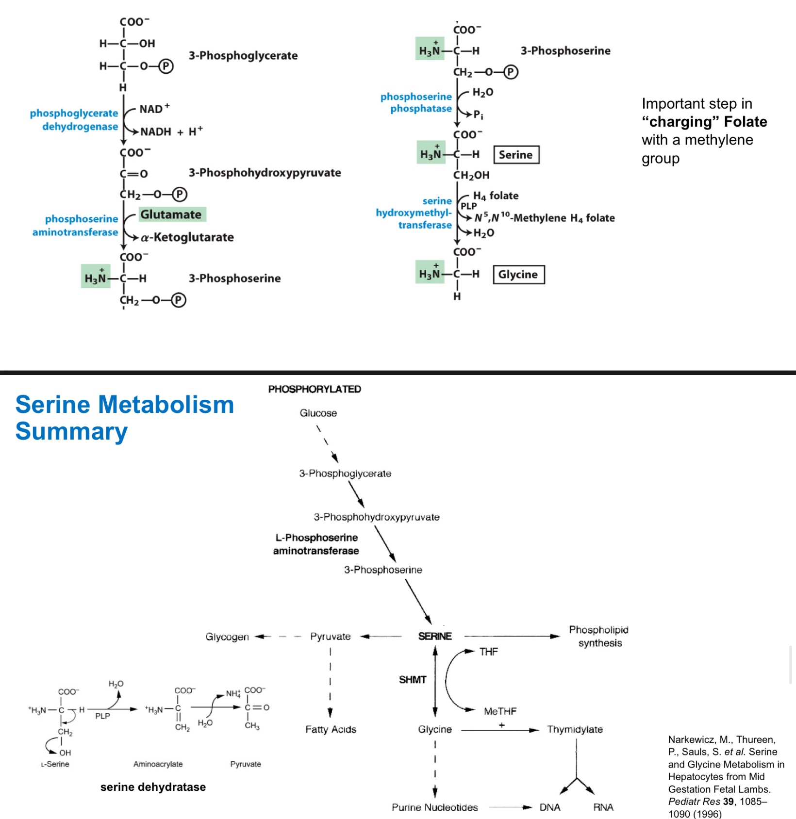 <p>serine derives from …</p>