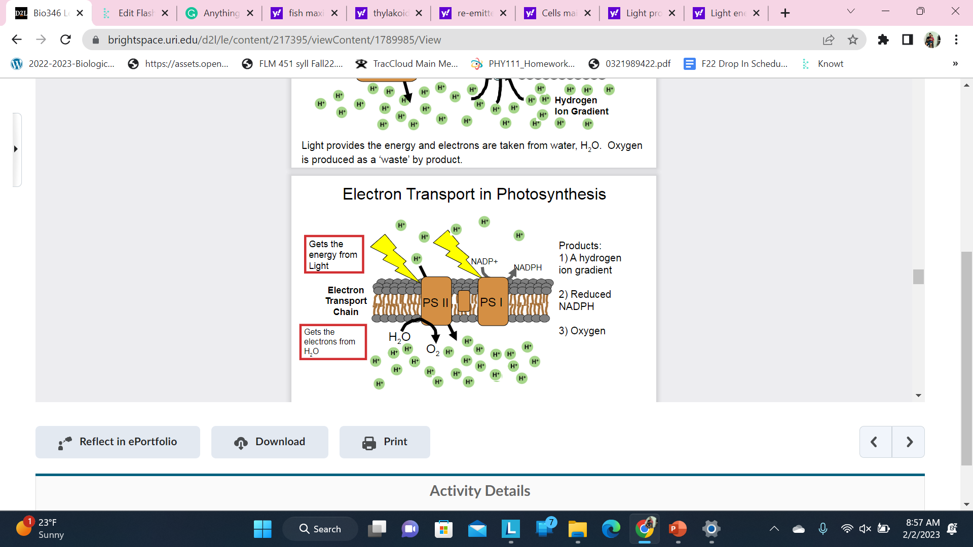 Light energy enters the Electron Transport Chain in two places. Each energy entry point is called a Photosystem (or reaction center)

\
Know what carries energy and know what is done in each step and where it gets the electrons from