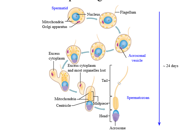 <p>They aggregate and become the neckpiece for spermatozoa</p>