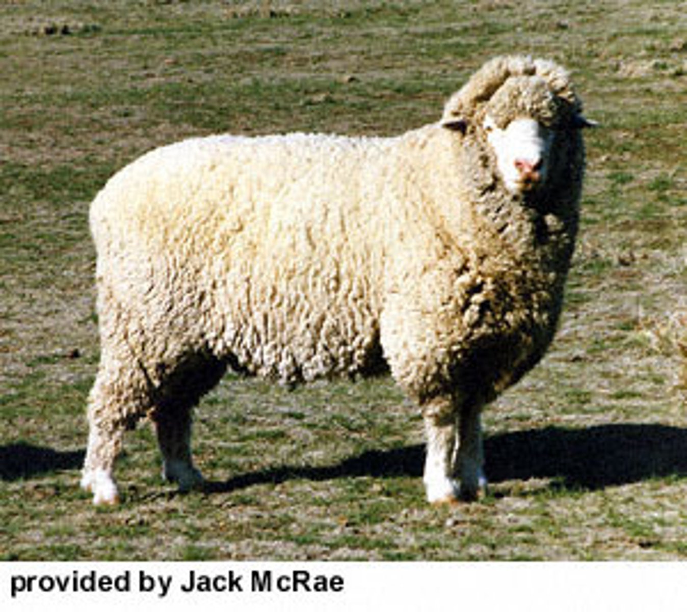 <p>ramboullet ramx columbia ewe so 3/4 rambouillet 1/4 lincoln</p><p>developed in idaho at experiment station</p><p>not as big as columbia</p><p>useful range sheep</p><p>fine wool</p><p>growing breed, beating columbia</p><p>polled</p>