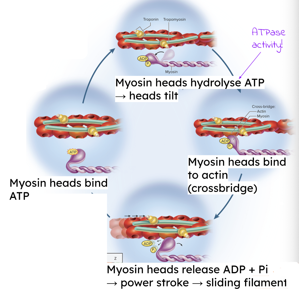 <p>Contraction occurs when <strong>myosin heads bind to actin (cross-bridge) </strong>and execute a <strong>power stroke</strong>, causing the thin filaments to slide inward past the thick filaments, shortening the sarcomere.</p>