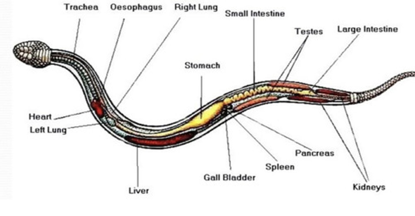 <p>The viscera also becomes elongate. The left lung is small or absent. They also have no urinary bladder.</p>