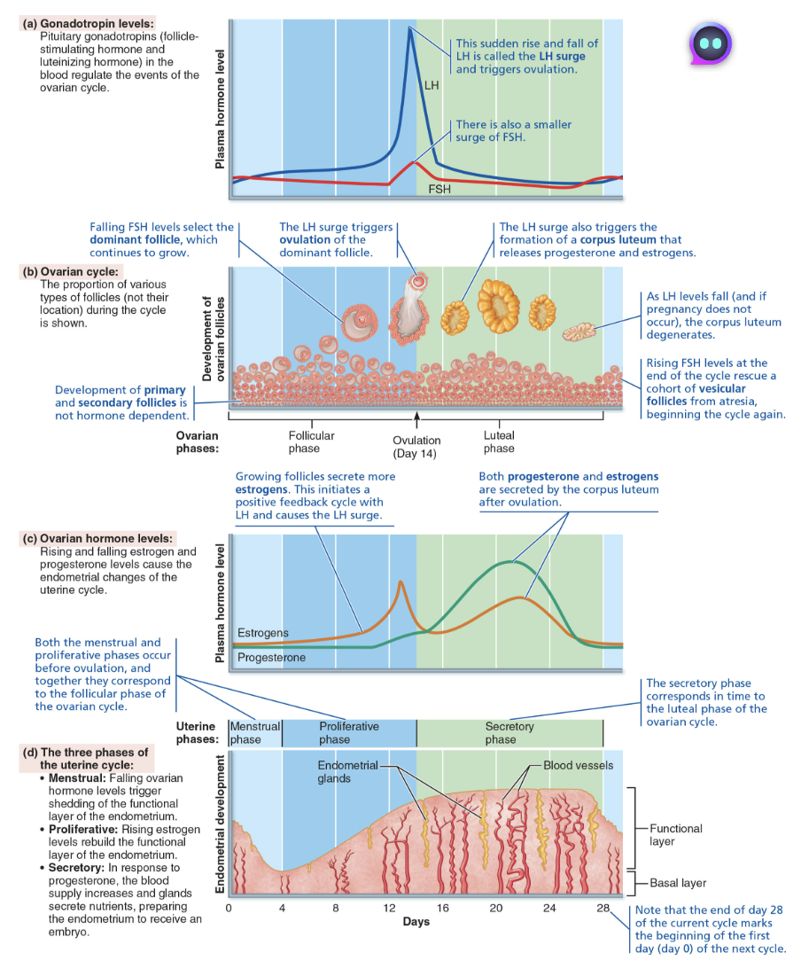 <ol><li><p>Days 1-5: <strong>Menstrual</strong> <strong>phase</strong> </p><ul><li><p><mark data-color="red" style="background-color: red; color: inherit;">Ovarian hormones are at lowest levels </mark></p></li><li><p><strong><mark data-color="green" style="background-color: green; color: inherit;">Gonadotropin levels</mark></strong><mark data-color="green" style="background-color: green; color: inherit;"> are beginning to rise </mark></p></li><li><p><span style="color: purple;"><strong>Stratum functionalis</strong></span> detaches from uterine wall and is <span style="color: red;"><strong>shed</strong></span> </p></li><li><p>By day 5, growing ovarian follicles start to <span style="color: green;"><strong>produce more estrogen</strong></span> </p></li></ul></li><li><p>Days 6-14: <strong>Proliferative</strong> (preovulatory) <strong>phase</strong></p><ul><li><p><mark data-color="green" style="background-color: green; color: inherit;">Rising </mark><strong><mark data-color="green" style="background-color: green; color: inherit;">estrogen</mark></strong><mark data-color="green" style="background-color: green; color: inherit;"> levels</mark> prompt generation of <em><u>new</u></em> <span style="color: purple;"><strong>stratum functionalis layer </strong></span></p><ul><li><p>As layer thickens, glands enlarge, and arteries increase in number </p></li></ul></li><li><p><strong><mark data-color="green" style="background-color: green; color: inherit;">Estrogen</mark></strong><mark data-color="green" style="background-color: green; color: inherit;"> also increases synthesis of </mark><strong><mark data-color="green" style="background-color: green; color: inherit;">progesterone</mark></strong><mark data-color="green" style="background-color: green; color: inherit;"> </mark><strong><mark data-color="green" style="background-color: green; color: inherit;">receptors</mark></strong><mark data-color="green" style="background-color: green; color: inherit;"> in endometrium </mark></p></li><li><p>Thins out normally normally thick, sticky cervical mucus to facilitate sperm passage </p></li><li><p><span style="color: blue;"><strong>Ovulation</strong> occurs at end of proliferative phase on day 14 </span></p></li></ul></li><li><p>Days 15-28: <strong>Secretory</strong> (postovulatory) <strong>phase</strong></p><ul><li><p>Phase that is most consistent in duration </p></li><li><p>Endometrium prepares for embryo to implant </p></li><li><p><strong><mark data-color="green" style="background-color: green; color: inherit;">Rising progesterone</mark></strong><mark data-color="green" style="background-color: green; color: inherit;"> levels from corpus luteum prompt: </mark></p><ol><li><p>Functional layer to become a secretory mucosa </p></li><li><p>Endometrial glands to enlarge and secrete nutrients into uterine cavity </p></li><li><p>Thickened mucus to form cervical mucus plug that blocks entry of more sperm, pathogens, or debris </p></li></ol></li><li><p><mark data-color="red" style="background-color: red; color: inherit;">If fertilization does not occur: </mark></p><ol><li><p>Corpus luteum degenerates toward end of secretory phase; <strong>progesterone levels fall </strong></p></li><li><p>Causes arteries to kink and spasm </p></li><li><p>Endometrial cells die, and glands regress</p></li><li><p>Arteries constrict again, then relax and open wide, causing a rush of blood into weakened capillary beds </p></li><li><p>Blood vessels fragment, and functional layer sloughes off</p></li></ol></li><li><p>Uterine cycle starts all over again on first day of menstruation </p></li></ul></li></ol><p></p>