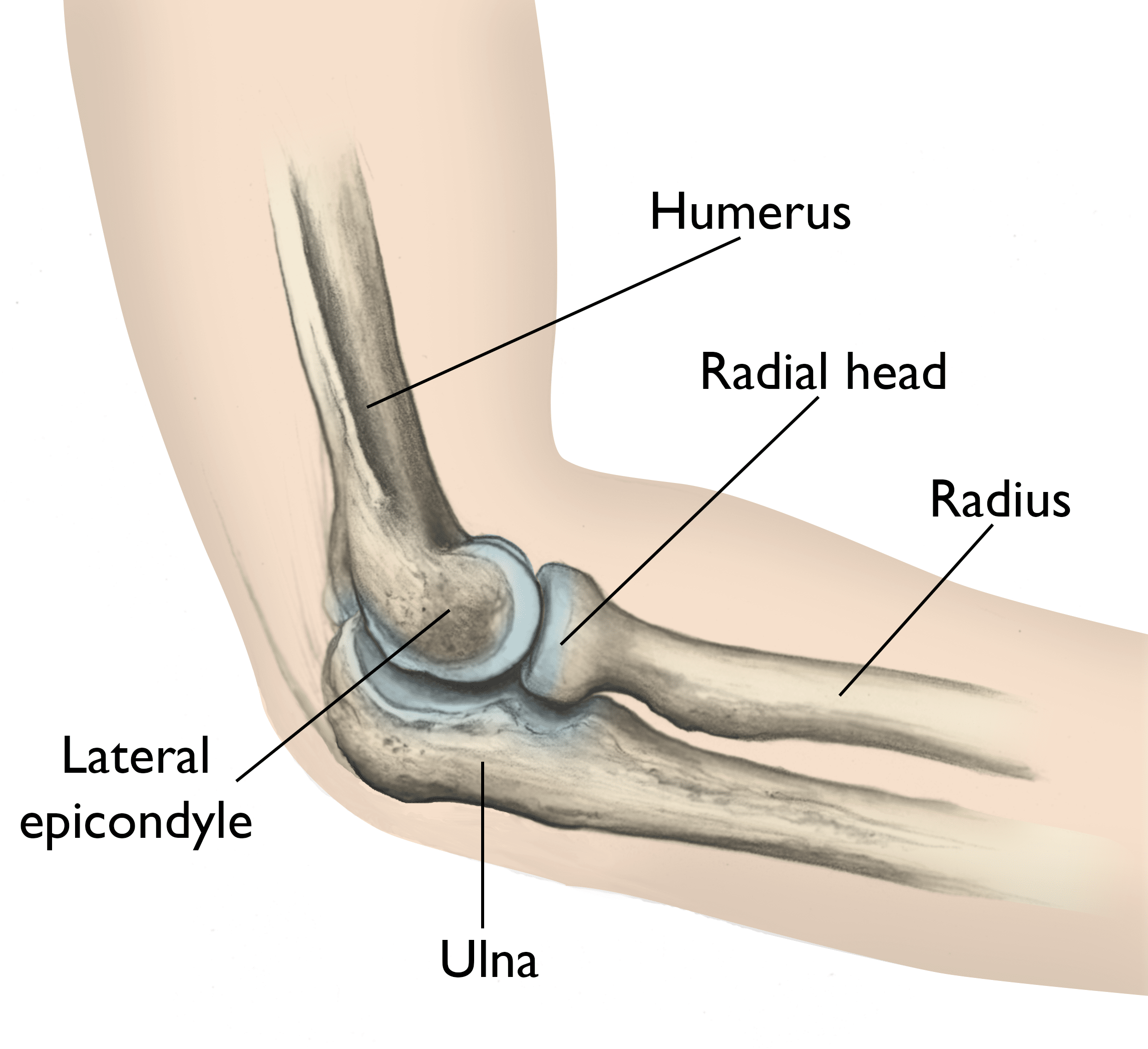 <p>attaches to the capitulum of the humerus. this joint allows the forearm to protonate/supinate</p>