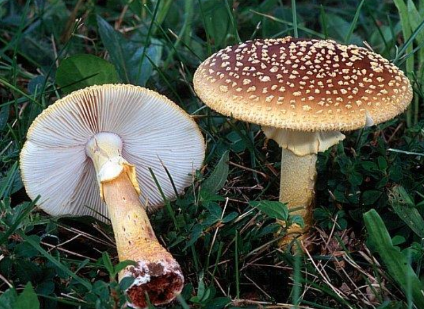 <p>Basidiocarp variety: Agarics  (Ch. 6)</p>