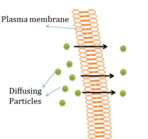 <p>simple diffusion</p>