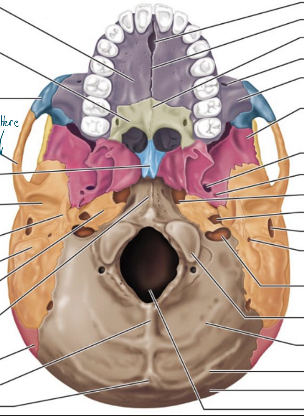 knowt flashcard image