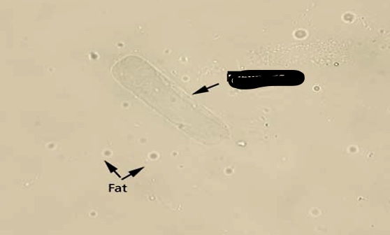 term image