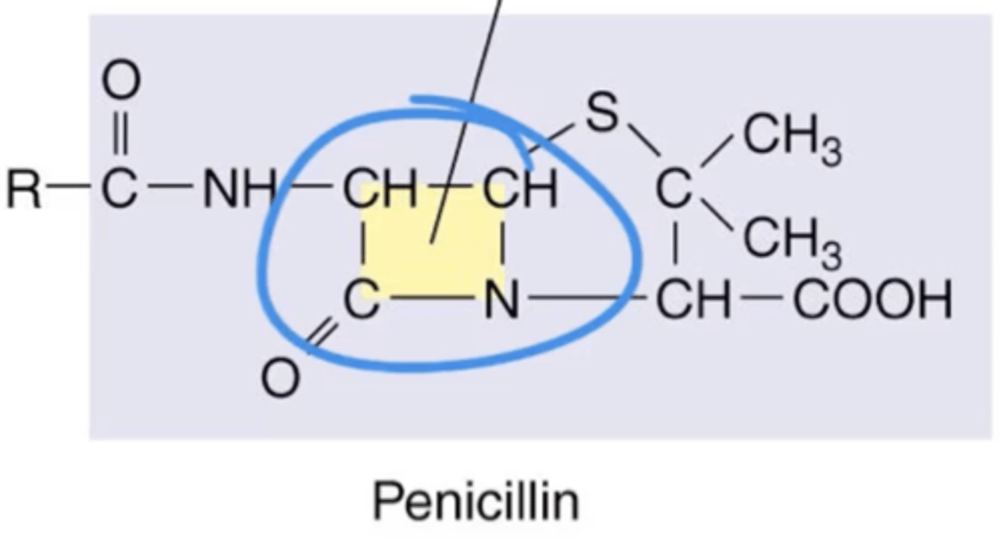 <p><strong>Antibiotics That Inhibit Cell Wall Synthesis (Penicillins)</strong></p><p></p><p>Penicillins are also called?</p>