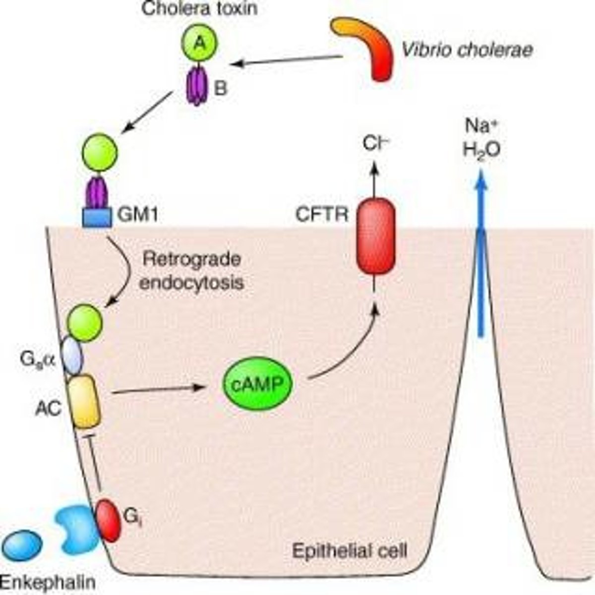 <p>exotoxin that disrupts the structure of individual cells.</p><p>vibrio cholerae (cholera) triggers electrolytes to leave cell &amp; water follows causing diarrhea and dehydration.</p><p>poly peptide A enters cell, B interacts with surface.</p>