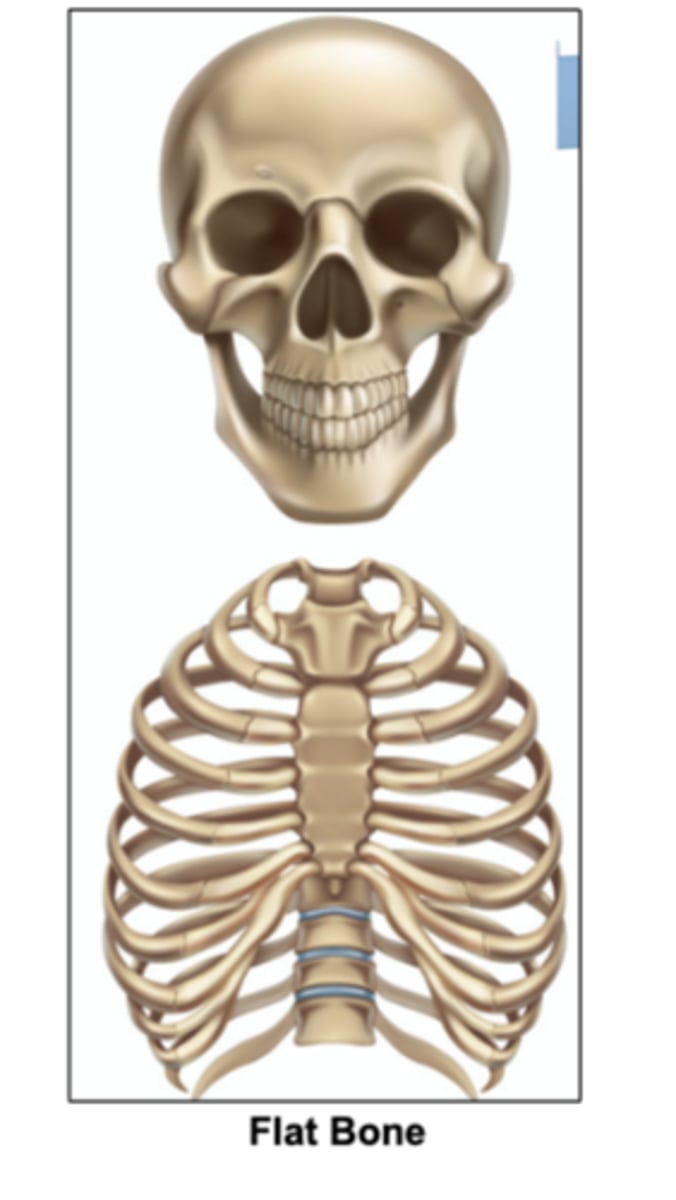 <p>in epiphyses (ends )of long bones and in flat bones such as ribs, vertebrae and skull bones.</p>