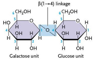 <ul><li><p>galactose </p></li><li><p>glucose</p></li></ul><p></p>