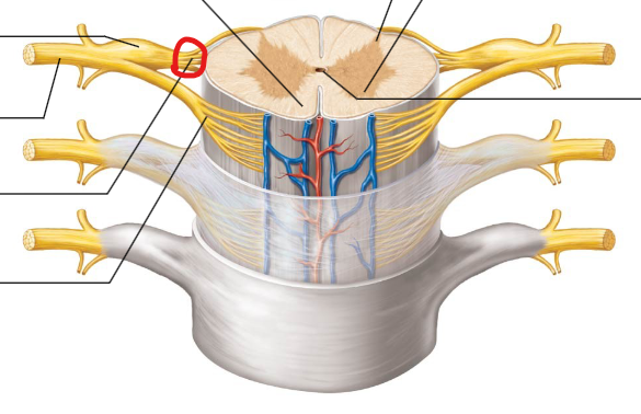 <p>Contains sensory nerve fibers carrying information from the body to the spinal cord.</p>