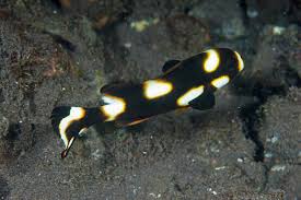 <p>Oriental Sweetlips </p>