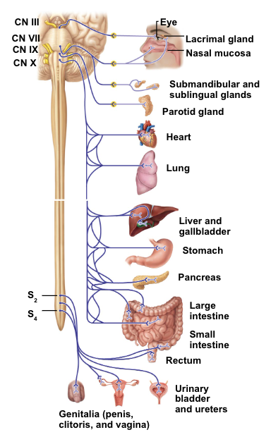 <ul><li><p>oculomotor nerve (CN III)</p></li><li><p>facial nerve (CN VII)</p></li><li><p>glossopharyngeal nerve (CN IX)</p></li><li><p>vagus nerve (CN X)</p></li></ul><p></p>