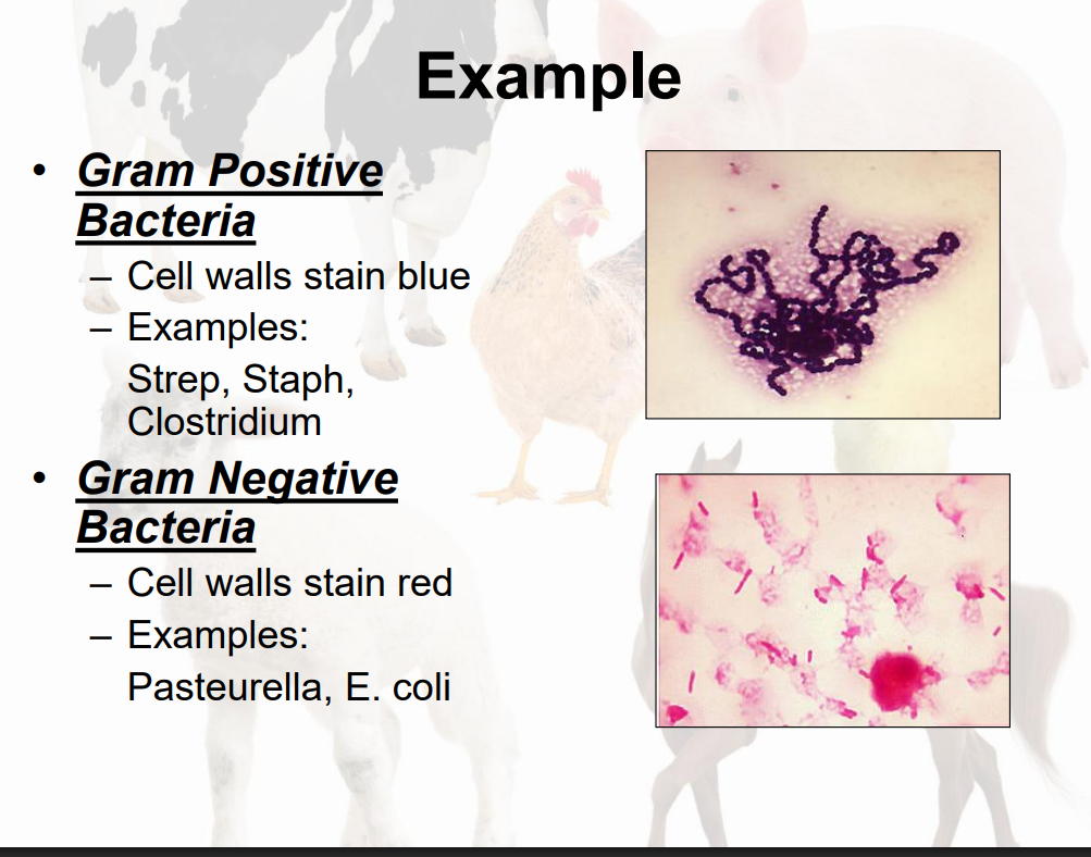 <ul><li><p><u>Broad Spectrum Antibiotic:</u></p><ul><li><p> Few bacterial types can resist the antibiotic. </p></li><li><p>Broad Spectrum Antibiotics are usually more reliable when: </p><ul><li><p>Resistance pattern unknown </p></li><li><p> Infection by multiple types of bacteria</p></li></ul></li></ul></li></ul><p></p>