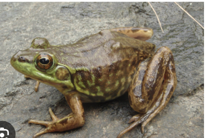 <p>mink frog</p>