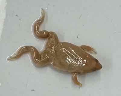 <p>Great Plains Narrowmouth Toad</p>