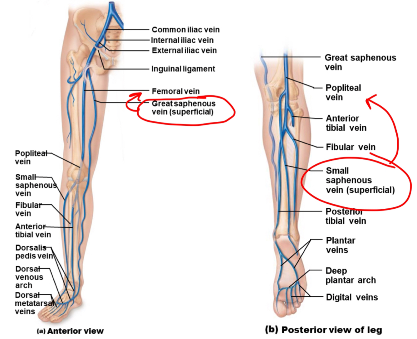 <ul><li><p>deep veins share name of accompanying artery</p></li><li><p>superficial</p><ul><li><p><strong><mark data-color="yellow">great saphenous - empties into the femoral vein</mark></strong></p></li><li><p><strong><mark data-color="yellow">small saphenous - empties into the popliteal</mark></strong></p></li></ul></li></ul>