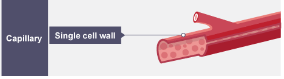 <p>Carries blood between cells </p>