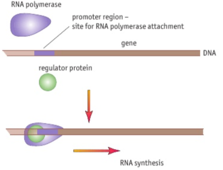 <p>Genes in uncoiled, accessible regions of the eukaryote DNA can be transcribed into mRNA. The enzyme RNA polymerase binds to a section of the DNA adjacent to the gene to be transcribed. This section is known as a promoter region. Only when the enzyme has attached to the DNA will transcription proceed. The attachment of a regulator protein is usually required to start transcription.</p>
