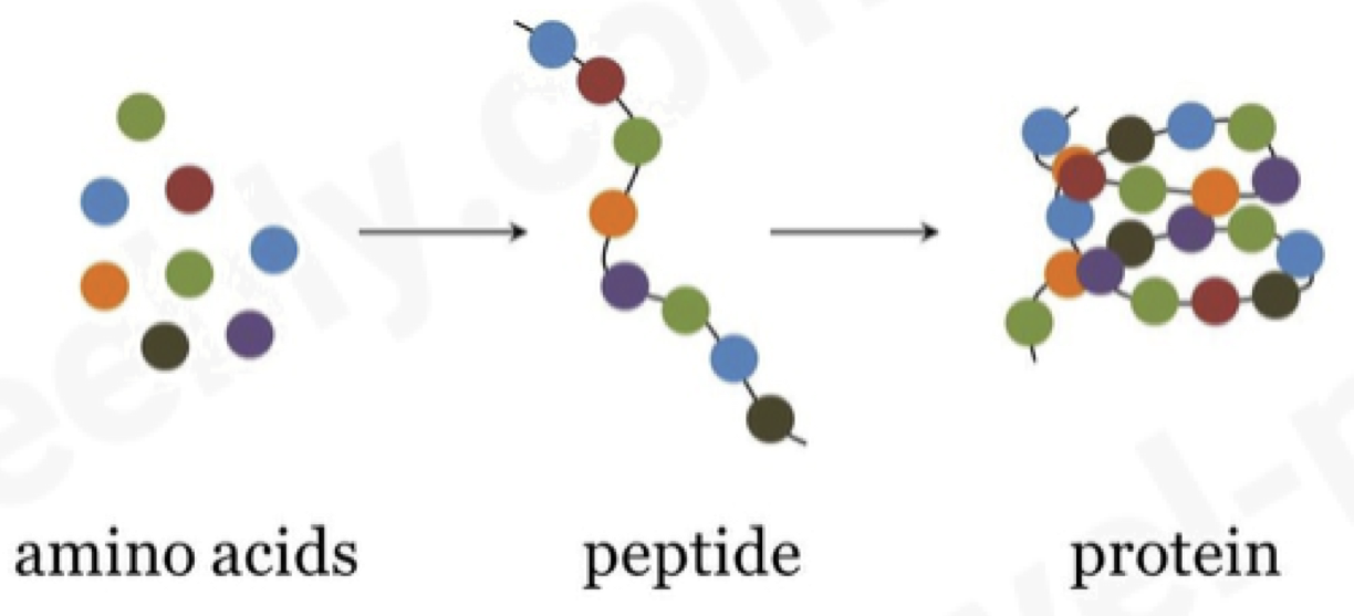 <p><span>All proteins are made from the same monomer - amino acids.</span></p>