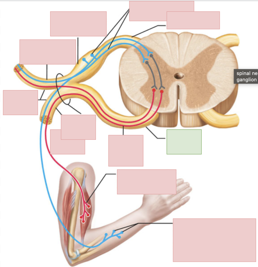 <p>motor fibers only</p>