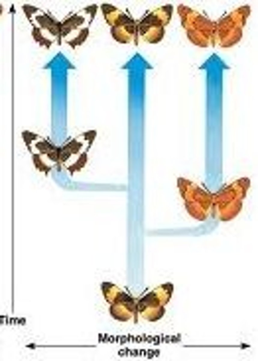 <p>Fast, sudden changes in species. Usually due to a disaster.</p>