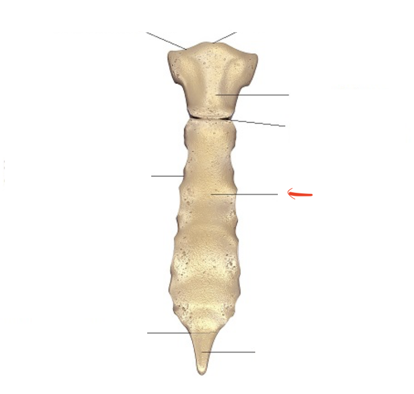 <p>lower 2/3 of bone</p>