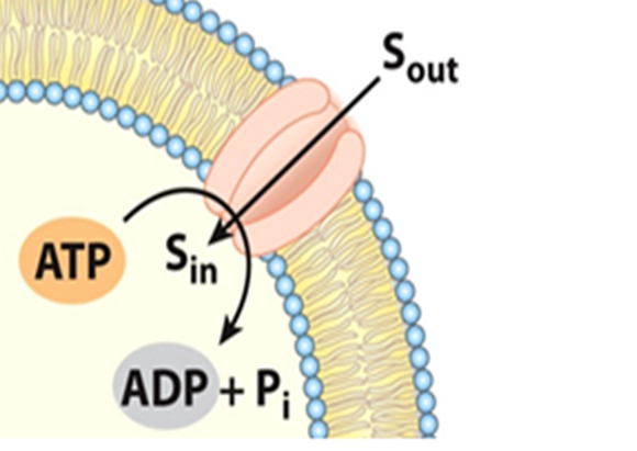 <p>¿Qué tipo de transporte es el que se representa en la imagen? </p>