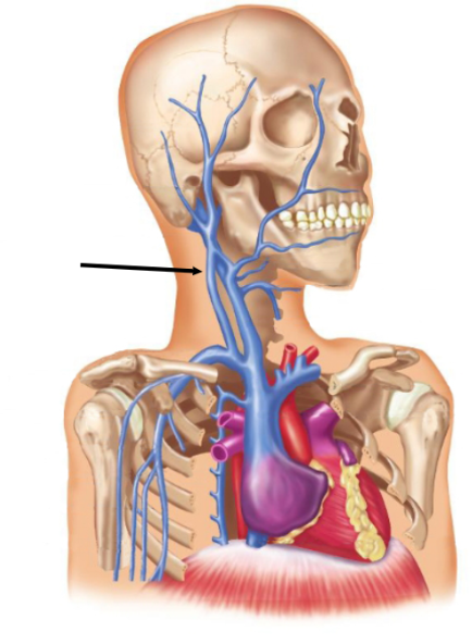 <p><span>The neck vein indicated in the illustration of the head is the ______ vein.</span></p>
