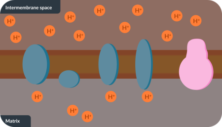 <p><span><span>Protons move down the proton gradient, from the……………..  …… to the ……..</span></span></p>