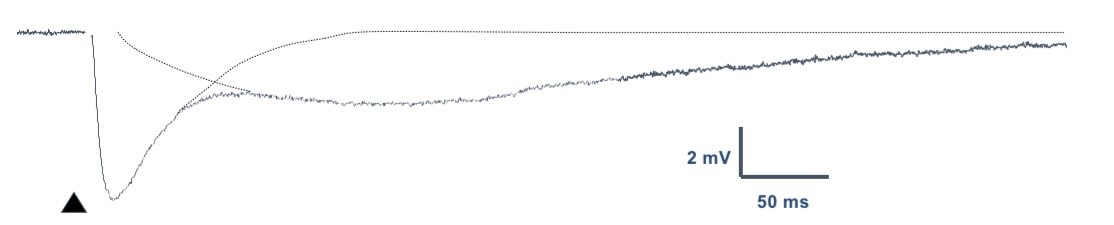 <ul><li><p>produces long-lasting biphasic IPSPs</p></li><li><p>Synchronous release of GABA results in the simultaneous activation of both receptors</p></li></ul><p></p>