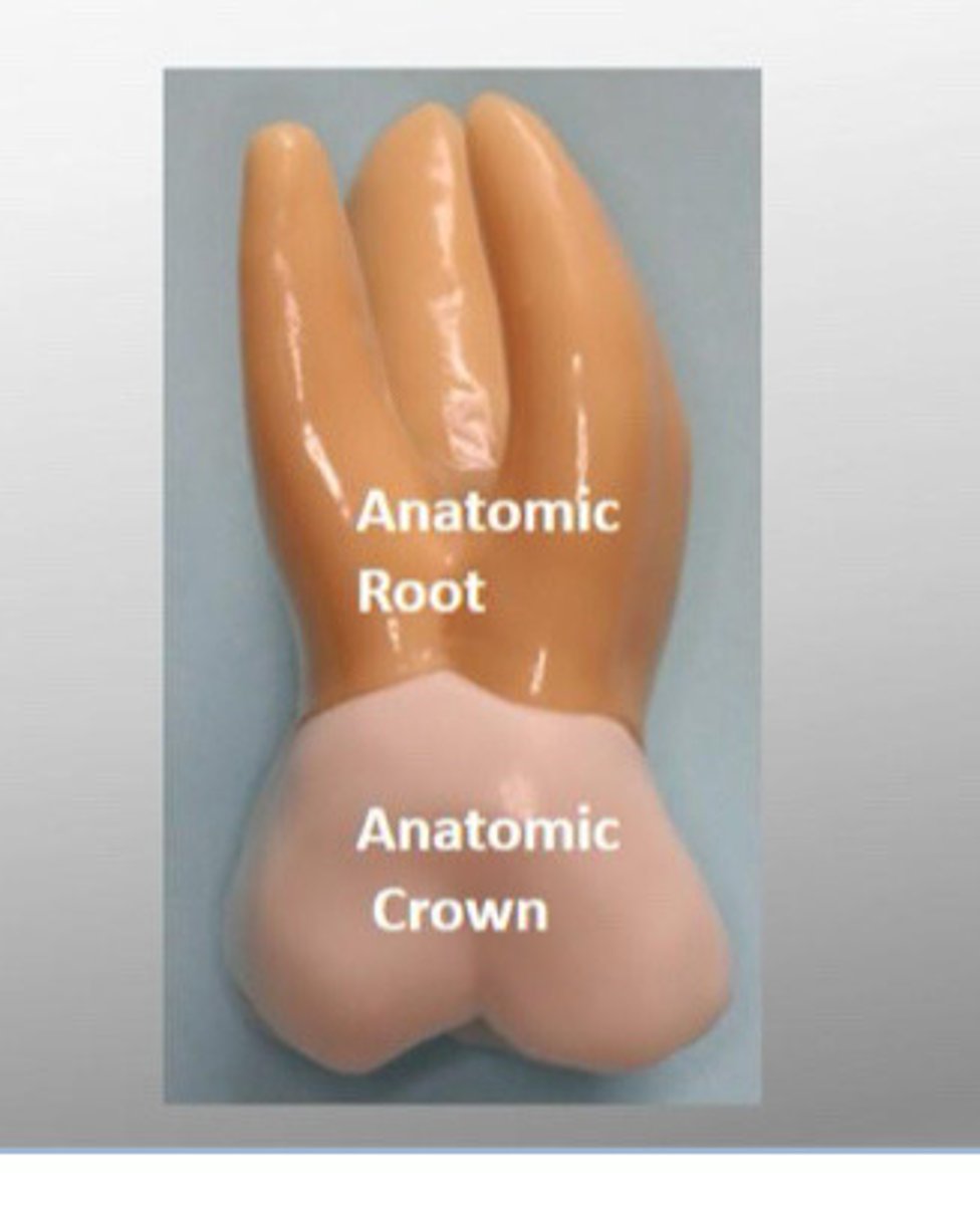 <p>part of the tooth covered by cementum</p>