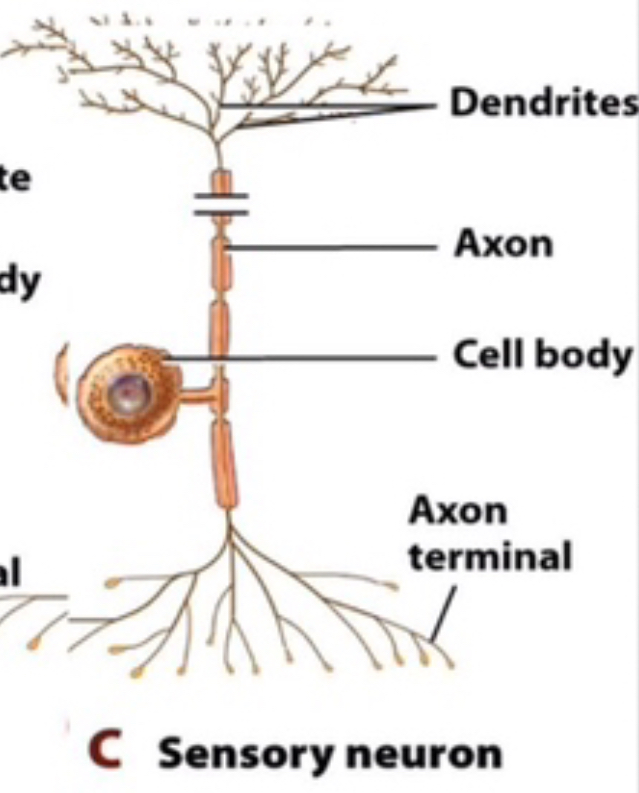 motor / efferent neurons 