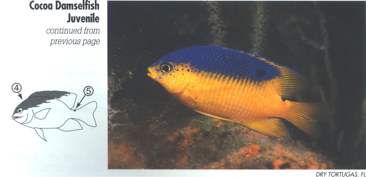 <p><span>JUVENILE: 4. Blue wash from snout across nape, down the back and dorsal fin. 5. Dark spot on upper base of tail. (Similar juvenile Beaugregory, <em>S. leucostictus</em>, lacks this spot.)_</span></p>