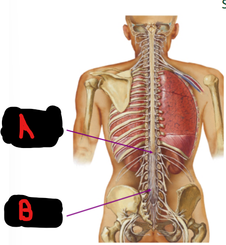 <p><u>Spinal nerve roots</u></p><p>A = __ __ around L1-L2</p><p>B = __ __</p>