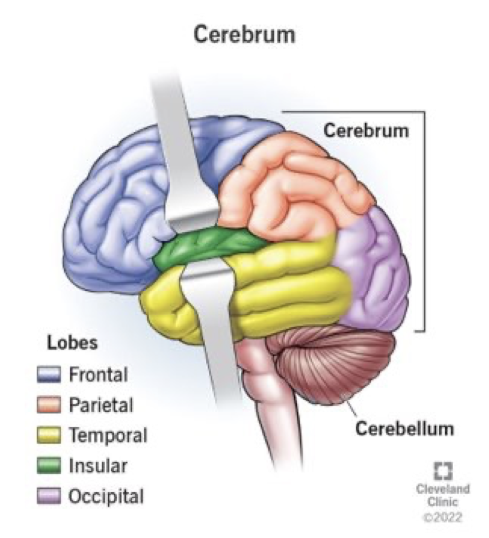 deep, taste (sometimes called the 5th lobe)
